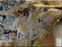 Feinwarziger Zystidenrindenpilz - Scopuloides rimosa