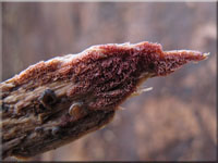 Purpurfarbener Wachsporling - Ceriporia purpurea