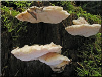 Nördlicher Duplexporling - Climacocystis borealis