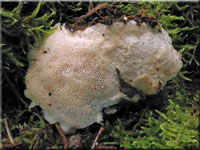 Nrdlicher Duplexporling - Climacocystis borealis