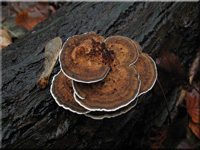 Rtender Bltterwirrling - Daedaleopsis confragosa