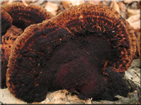 Rtender Bltterwirrling - Daedaleopsis confragosa
