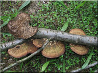 Braunroter Bltterwirrling - Daedaleopsis tricolor