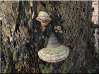 Echter Zunderschwamm - Fomes fomentarius