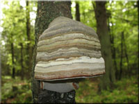 Fomes fomentarius