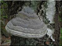 Echter Zunderschwamm - Fomes fomentarius