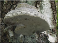 Echter Zunderschwamm - Fomes fomentarius