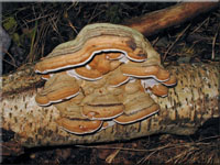 Echter Zunderschwamm - Fomes fomentarius