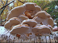 Echter Zunderschwamm - Fomes fomentarius