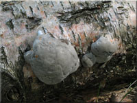 Echter Zunderschwamm - Fomes fomentarius