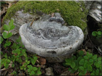 Echter Zunderschwamm - Fomes fomentarius