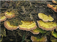 Birken-Blätterporling - Lenzites betulinus