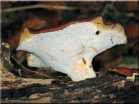 Schwarzroter Stielporling - Polyporus badius