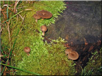 Winter - Stielporling - Polyporus brumalis