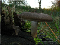 Winter - Stielporling - Polyporus brumalis