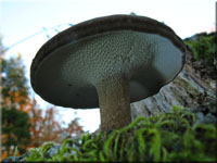 Winter - Stielporling - Polyporus brumalis