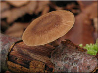 Winter - Stielporling - Polyporus brumalis