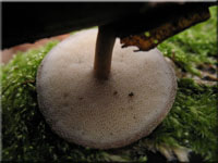 Winter - Stielporling - Polyporus brumalis