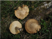 Maiporling - Polyporus ciliatus