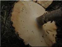 Maiporling - Polyporus ciliatus
