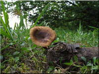 Maiporling - Polyporus ciliatus
