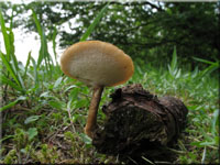 Maiporling - Polyporus ciliatus