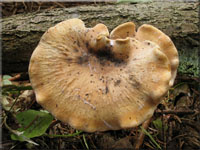 Lwengelber Stielporling - Polyporus leptocephalus