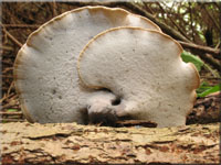 Lwengelber Stielporling - Polyporus leptocephalus