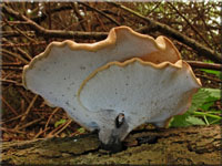 Lwengelber Stielporling - Polyporus leptocephalus