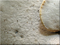 Lwengelber Stielporling - Polyporus leptocephalus