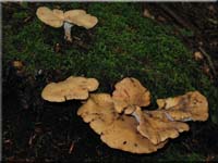 Lwengelber Stielporling - Polyporus leptocephalus