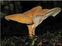 Löwengelber Stielporling - Polyporus leptocephalus
