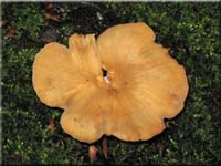 Lwengelber Stielporling - Polyporus leptocephalus