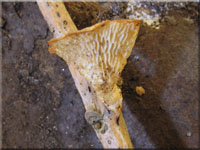 Waben-Stielporling - Polyporus mori 
