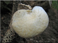 Waben-Stielporling - Polyporus mori 