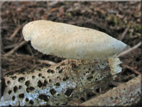 Waben-Stielporling - Polyporus mori 
