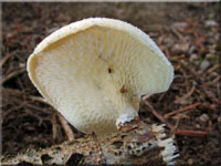 Waben-Stielporling - Polyporus mori 