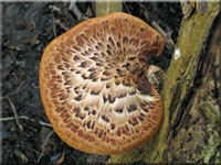 Schuppiger Stielporling - Polyporus squamosus