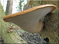 Schuppiger Stielporling - Polyporus squamosus