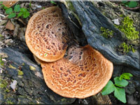 Schuppiger Stielporling - Polyporus squamosus