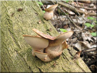 Schuppiger Stielporling - Polyporus squamosus