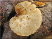 Sklerotien-Stielporling - Polyporus tuberaster
