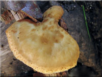 Sklerotien-Stielporling - Polyporus tuberaster
