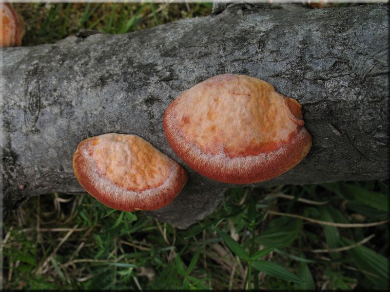 Zinnoberschwamm - Pycnoporus cinnabarinus