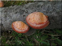 Zinnoberschwamm - Pycnoporus cinnabarinus