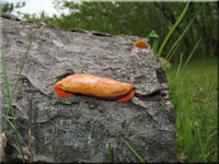 Zinnoberschwamm - Pycnoporus cinnabarinus