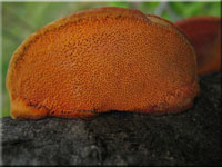 Zinnoberschwamm - Pycnoporus cinnabarinus