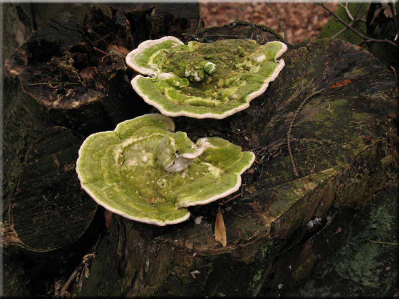 Buckeltramete - Trametes gibbosa
