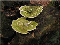 Buckeltramete - Trametes gibbosa