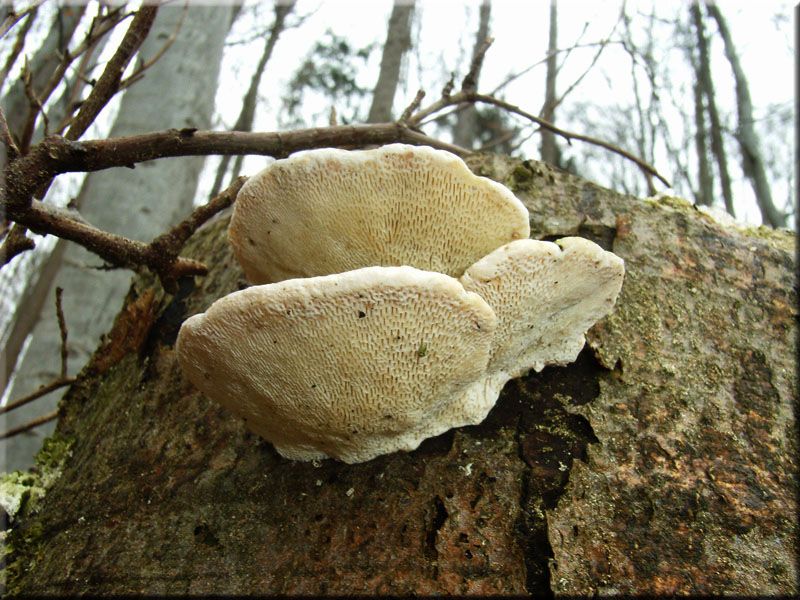 Buckeltramete - Trametes gibbosa